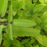 Kalanchoe pinnata Blatt