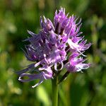 Orchis italicaЦвят