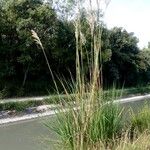 Tripidium ravennae পাতা