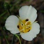 Calochortus leichtlinii Flower