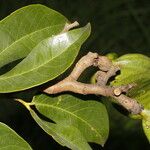 Hymenaea courbaril Fruit