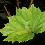 Begonia sericoneura Ліст