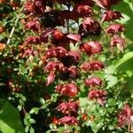 Leycesteria formosa Kwiat