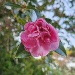 Camellia japonica Цветок