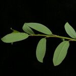 Salix denticulata