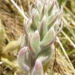 Lupinus formosus Flower