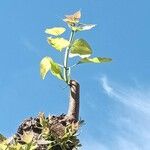 Catalpa speciosa Φύλλο