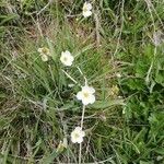 Ranunculus amplexicaulis Blomst