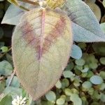 Persicaria capitata Blad