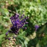 Muscari matritense Fiore