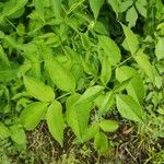 Staphylea trifolia Leaf