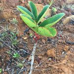 Cunonia macrophylla Φύλλο
