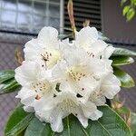 Rhododendron yakushimanum Flower