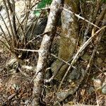 Pisonia aculeata बार्क (छाल)