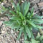 Dianthus barbatusبرگ