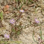 Spergularia echinosperma Habitus