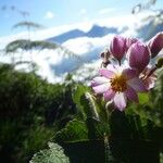 Sparrmannia ricinocarpa Kvet
