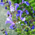 Salvia pratensis Blüte