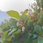 Gaultheria procumbens ফুল