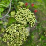 Viburnum prunifolium Blodyn