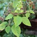 Ocimum campechianum Feuille