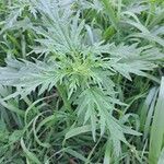 Urtica cannabina List