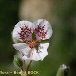 Erodium daucoides Flower