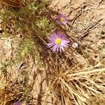 Machaeranthera tanacetifolia Květ