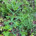 Polygonatum verticillatum Celota