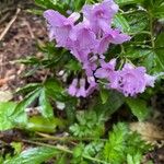 Cardamine pentaphyllos 形態