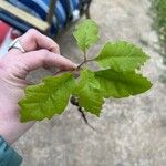 Quercus bicolor Hoja