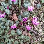 Cyclamen coum 整株植物