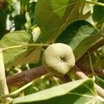 Thespesia populnea Fruit