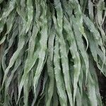 Campyloneurum angustifolium Yaprak