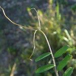 Vicia hirsuta पत्ता