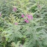 Indigofera heterantha Habit