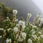 Hebenstretia angolensis Flower