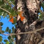 Cordia dodecandra Lorea