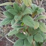 Cajanus cajan Leaf