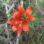 Lilium philadelphicum Flor