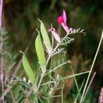 Lathyrus setifolius Annet