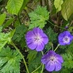 Geranium wallichianum Flower