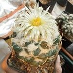 Coryphantha elephantidens Ліст