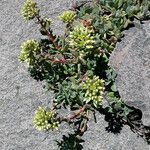 Sedum oregonense Pokrój