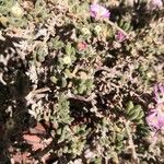 Drosanthemum hispidum List