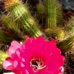 Echinopsis huascha Flor
