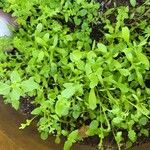 Lepidium sativum Листок