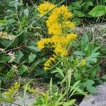 Solidago nemoralis Flower