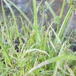 Cyperus fuscus List