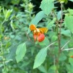 Impatiens capensisFlower